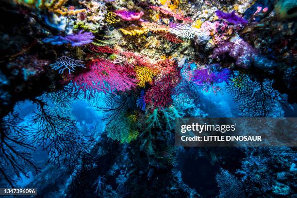 colony of colorful fan corals (melithaeidae sp.) - corals stock pictures, royalty-free photos & images