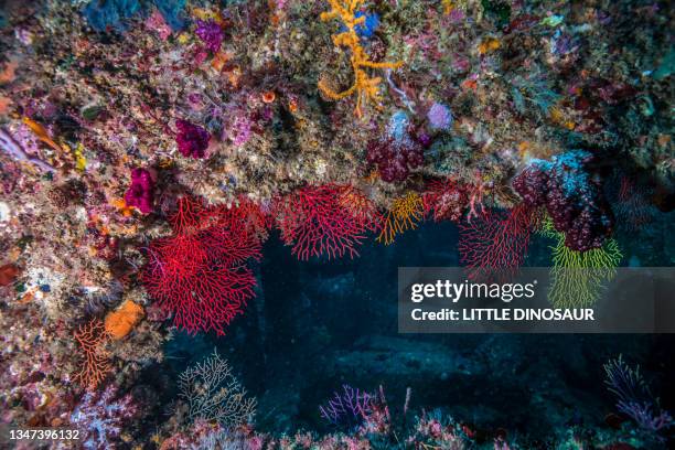 entrance to the fish reef decorated with colorful fan corals (melithaeidae sp.) - gorgonia sp stock pictures, royalty-free photos & images