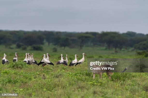 Cheetah walking by a white stork flock , Ndutu, Ngorongoro Conservation Area, Serengeti, Tanzania.