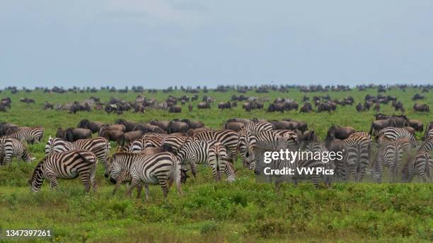 Wildebeests and plains zebras grazing, Ndutu, Ngorongoro Conservation Area, Serengeti, Tanzania.