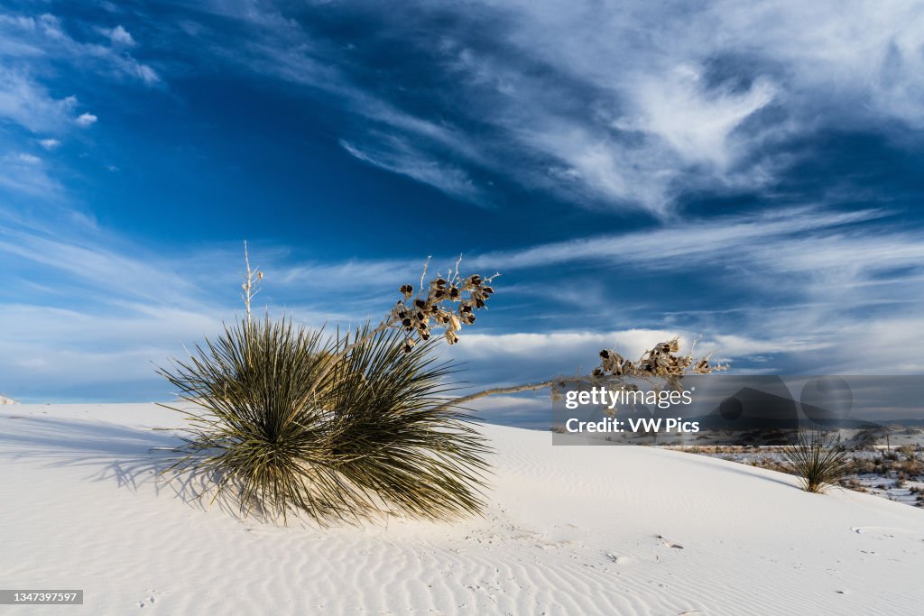 Soaptree yucca