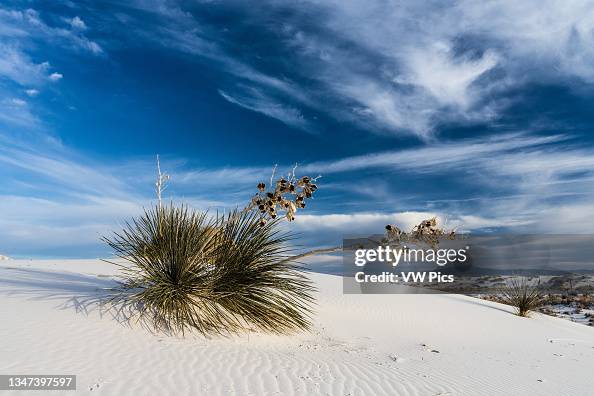 Soaptree yucca Soaptree yucca