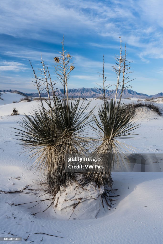 Soaptree yucca