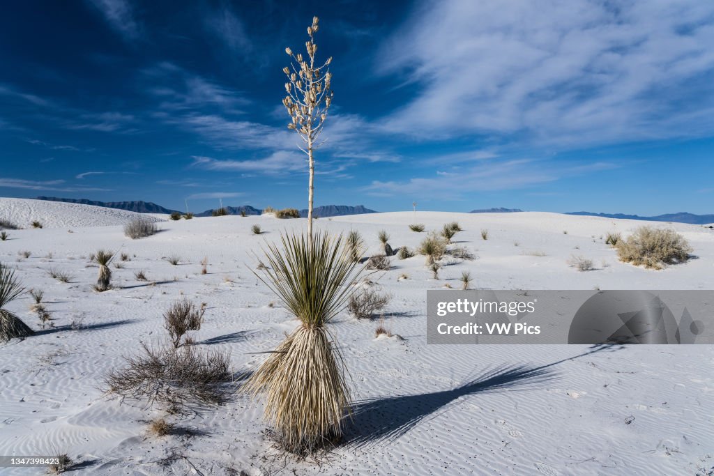 Soaptree yucca