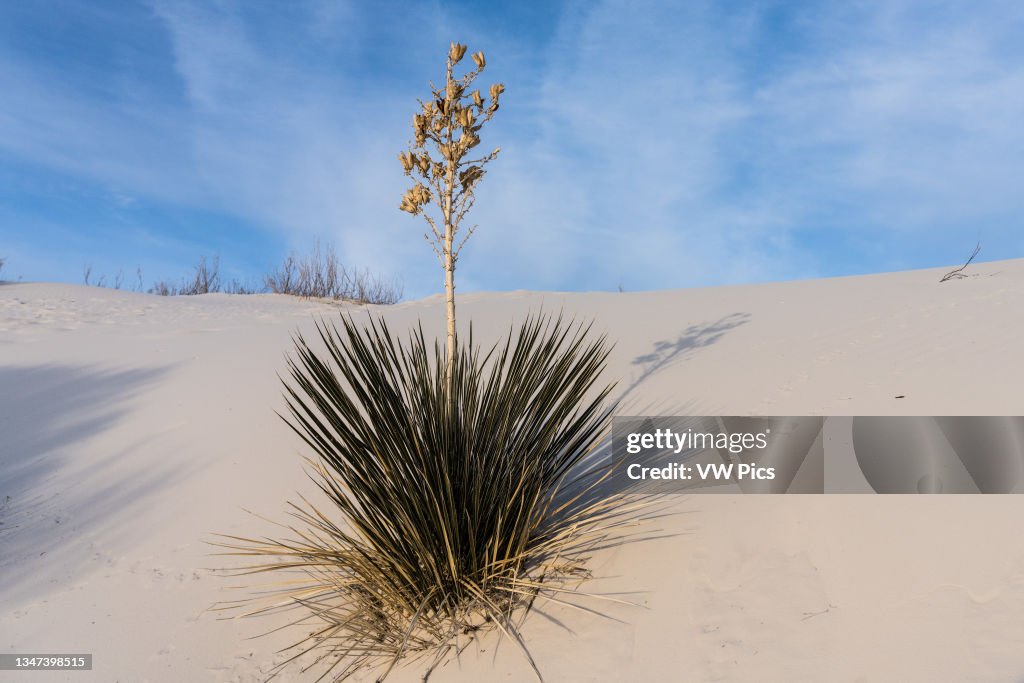 Soaptree yucca