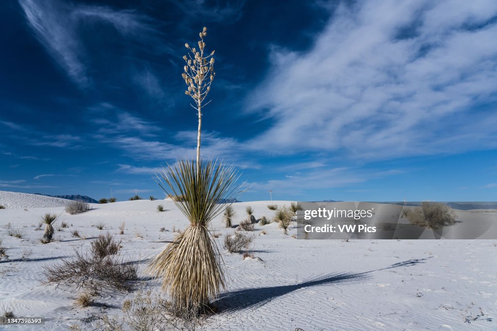 Soaptree yucca