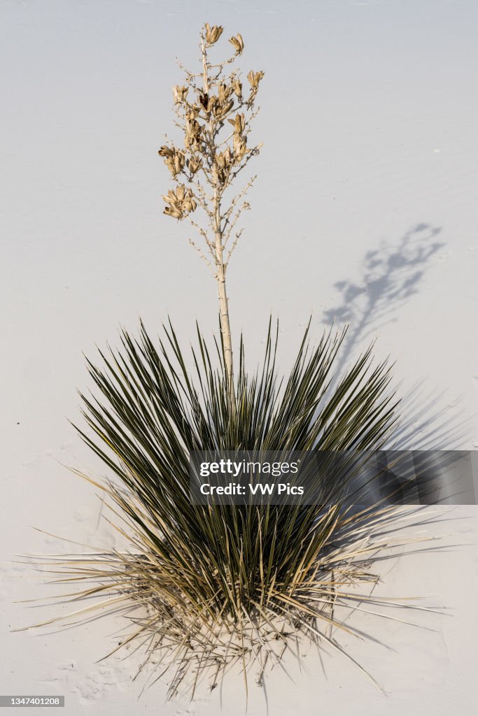 A soaptree yucca with a dried flower stalk and seed pods in the dunes of White Sands National Park in New Mexico..