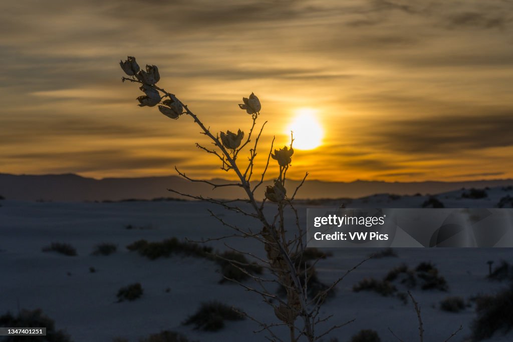 Soaptree yucca with a dried flower stalk and seed pods at sunrise in the dunes of White Sands National Park in New Mexico..