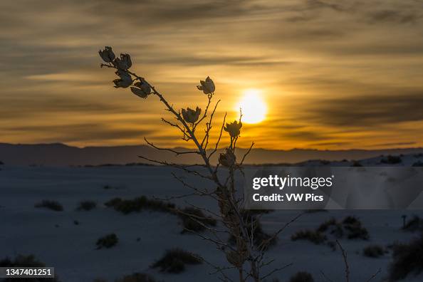 Soaptree yucca with a dried flower stalk and seed pods at sunrise in the dunes of White Sands National Park in New Mexico.. Soaptree yucca with a dried flower stalk and seed pods at sunrise in the dunes of White Sands National Park in New Mexico..