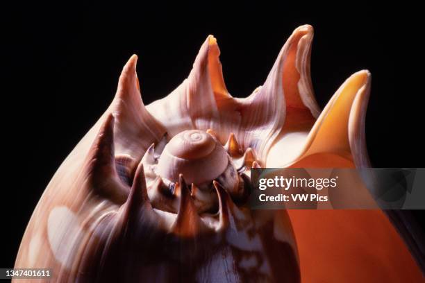 Giant Sea Shell Photos and Premium High Res Pictures - Getty Images