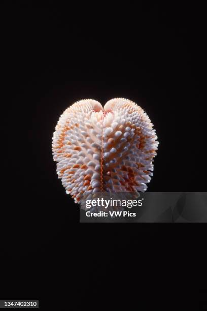 Shell Isocardia Heart Shaped Shell Photos and Premium High Res Pictures - Getty Images