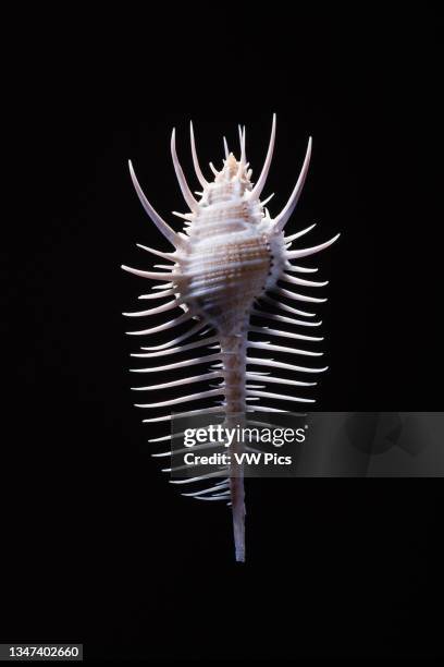 Comb Snail Shell Marine Snails Photos and Premium High Res Pictures - Getty Images