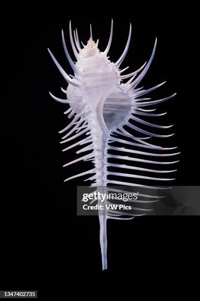 Murex Stock Photos And Premium High Res Pictures Getty Images murex-stock-photos-and-premium-high-res-pictures-getty-images