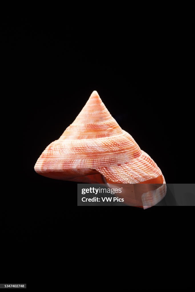 The Emperor's Slit Shell