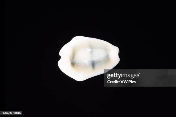 Money Cowry, Monetaria moneta, a small sea snail found in tropical Indo-Pacific waters, the Red Sea and Persian Gulf. Also the Galapagos and west...