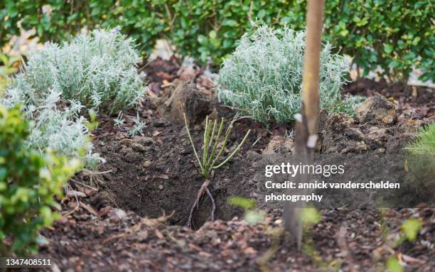 1,580 Rose Roots Stock Photos, High-Res Pictures, and Images - Getty Images