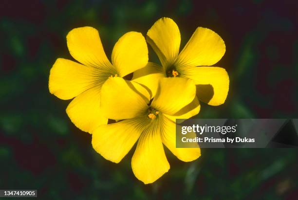 Bermuda Buttercup, Oxalis pes-caprae, Oxalidaceae, blossoms, flower plant, Neophyte, origin South Africa, Andalusia, Spain.