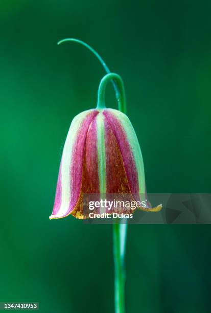 Fritillaria, Fritillaria lusitanica, Liliaceae, flower, plant, endemic, Andalusia, Spain.