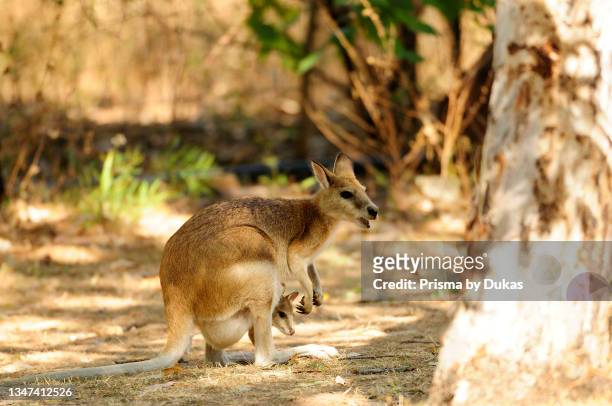 Agile Wallaby, Macropus agilis, Macropoidae, with in pouch-young, Kangaroo, mammal, animal, Kakadu National Park, Northern Territory, Australia.