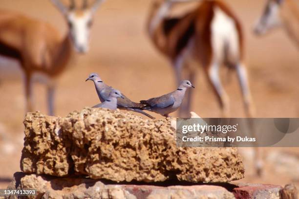 Cape Turtle Dove, Streptopelia capricola, Columbidae, at waterhole, bird, animal, Etosha National Park, Namibia.