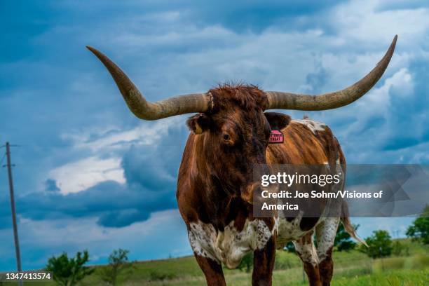 Longhorn Cattle in rural Oklahoma.