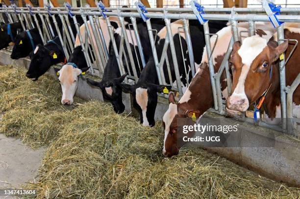 Cows in a dairy barn eating hay, Sarnen, Switzerland.