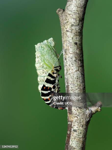 Pupating of an Old World swallowtail caterpillar, Papilio machaon, Switzerland.