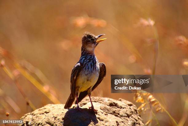 56 Bontebok National Park Photos and Premium High Res Pictures - Getty Images 56 Bontebok National Park Photos and Premium High Res Pictures - Getty Images