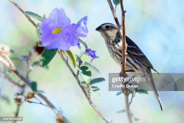 North America, Mexico ,Baja California Sur, El Sargento, House Finch, Haemorhous mexicanus,.