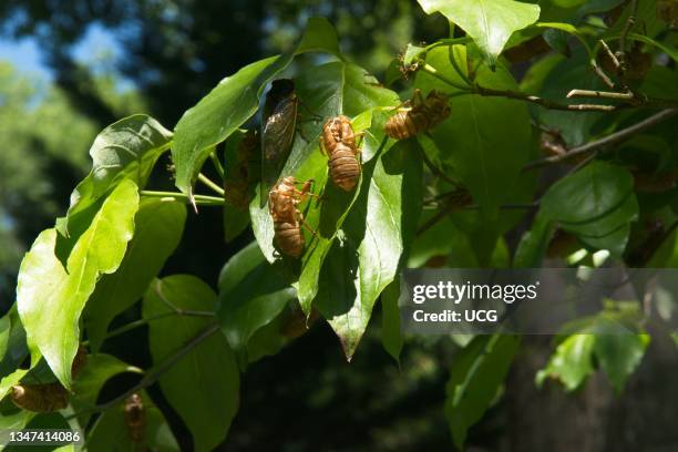 Shell On Tree Cicada Shells Photos and Premium High Res Pictures - Getty Images