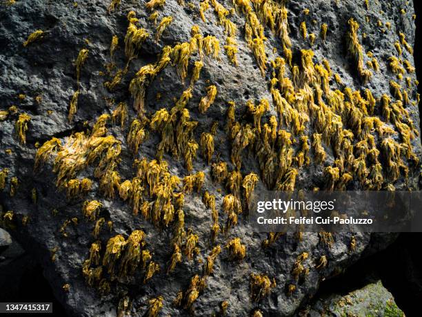 Alge Plus Rocks 5,198 Rock Seaweed Stock Photos, High-Res Pictures, and Images - Getty ...