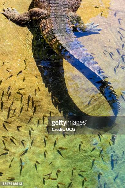False Gharial, Tomistoma schlegelii, or Malayan gharial or Sunda gharial, a freshwater crocodilian belonging to the family Gavialidae. Back legs and...