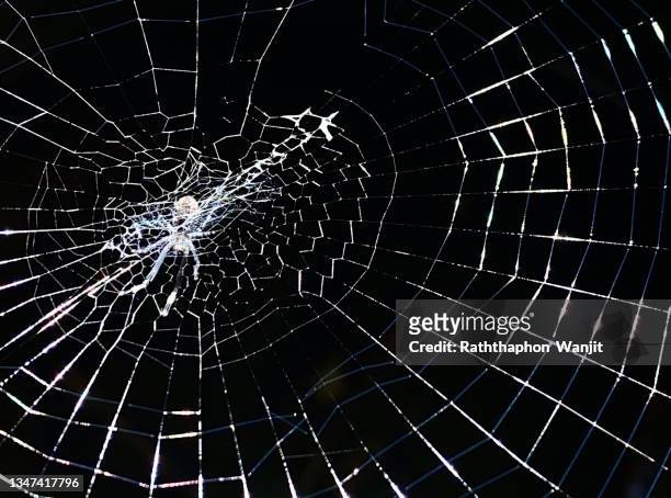 close-up spider web as background. - spider web imagens e fotografias de stock