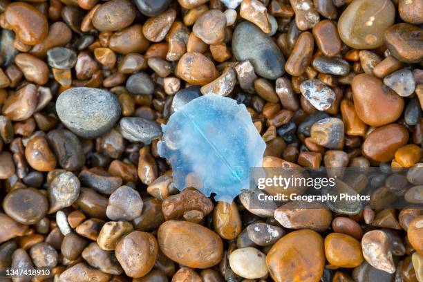 Blue plastic shaped like jelly fish washed up on pebble beach, Shingle Street, Suffolk, England, UK.