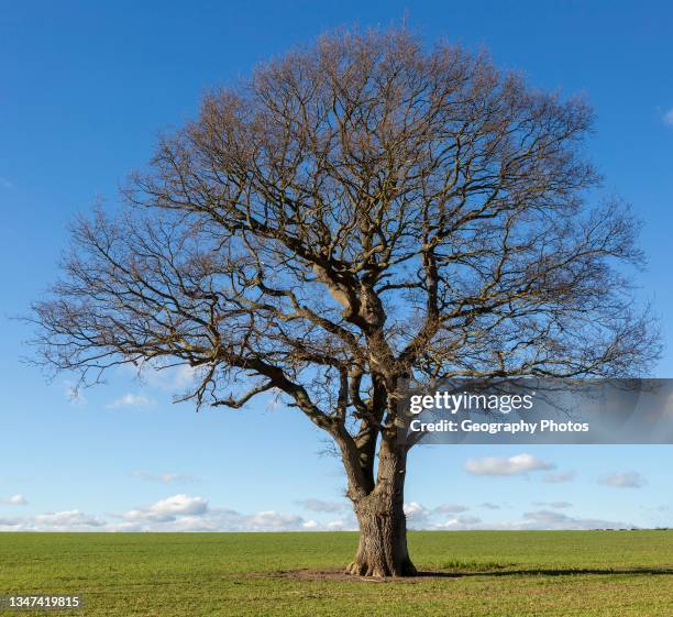 Less Foliage Tree Oak Tree Without Leaves Photos and Premium High Res Pictures - Getty Images