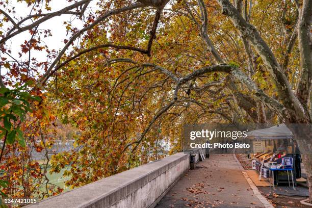 die farben des herbstes malen die ufer des tiber im historischen herzen roms - stadt personen rom herbst stock-fotos und bilder