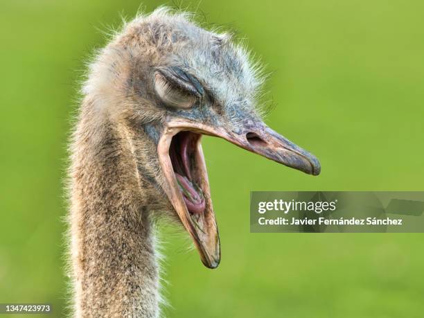 a close-up of an ostrich yawning with its beak open and showing its tongue. struthio camelus. - ostrich feather stockfoto's en -beelden