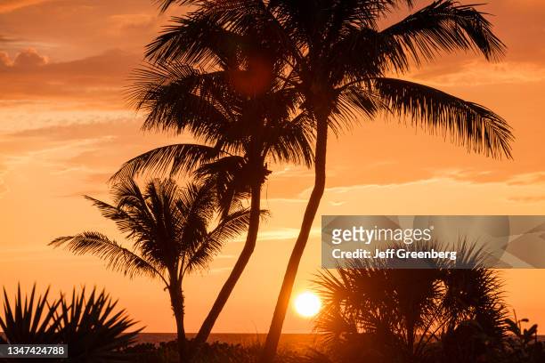 Florida, Gulf of Mexico, Gulf Coast, Sanibel Island sunset over palm trees.