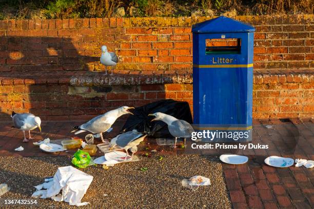 England, East Sussex, Eastbourne, Seagulls Scavenging Discarded Fast Food from Seafront Litter Bin.
