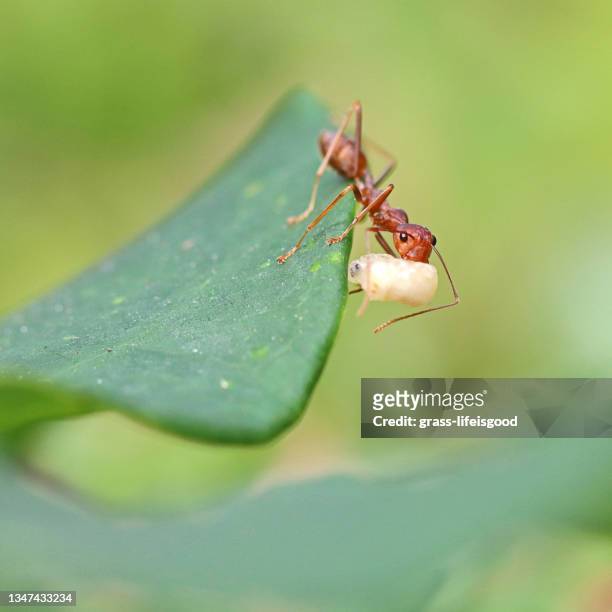 a small little red ant - picada de hormiga de fuego roja fotografías e imágenes de stock