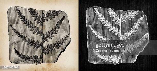 antique illustration: fossil fern - fern fossil stock illustrations