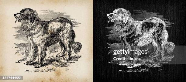 antique illustration: landseer newfoundland - newfoundland dog stock illustrations
