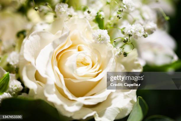 fleur - rose blanche - fleur blanche stock pictures, royalty-free photos & images