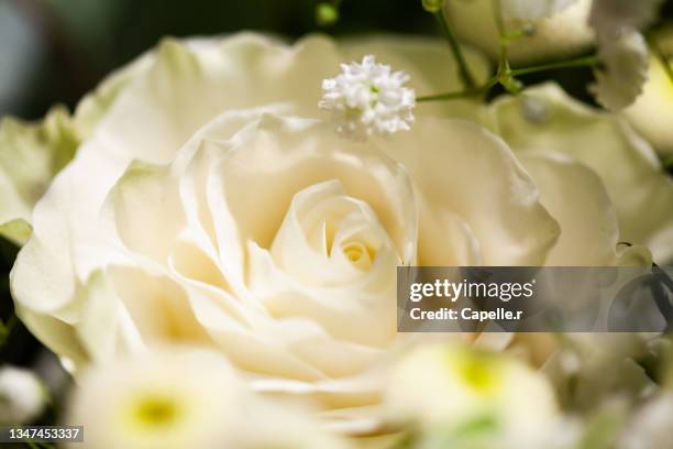 fleur - rose blanche - fleur blanche stock pictures, royalty-free photos & images