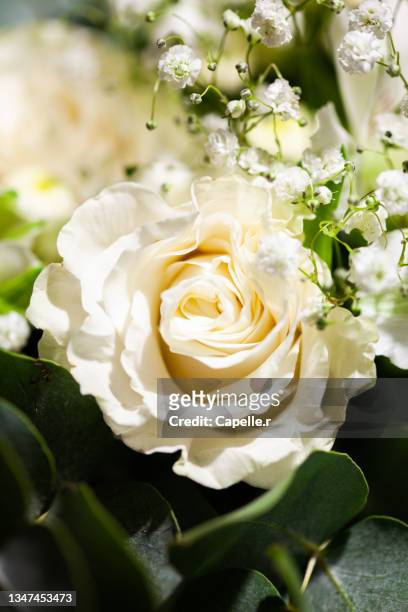 fleur - rose blanche - fleur blanche stock pictures, royalty-free photos & images