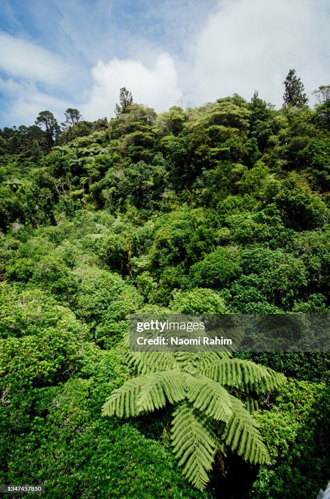Mamaku Black tree fern, surrounded by lush forest canopy, high angle view