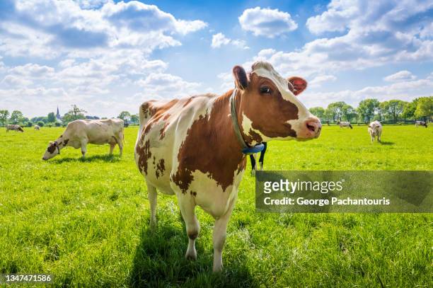 cow on a green grass field - cow stock-fotos und bilder