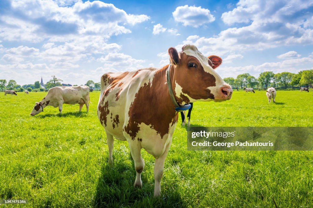 Cow on a green grass field