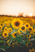 Sunflowers at Sunset - Creative Stock Photo