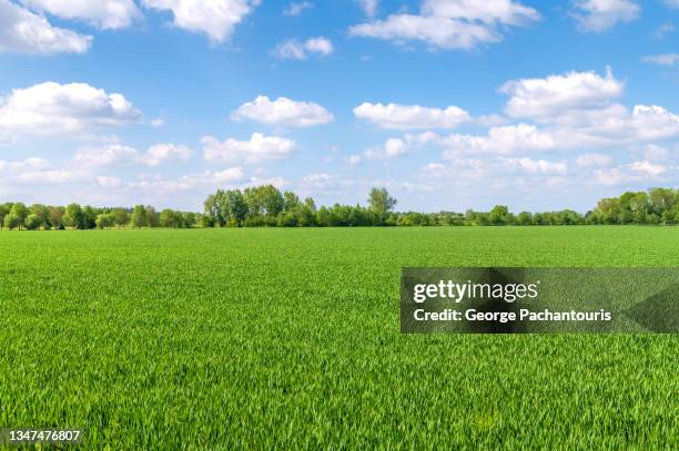 green grass field on a sunny summer day - grasland stock-fotos und bilder